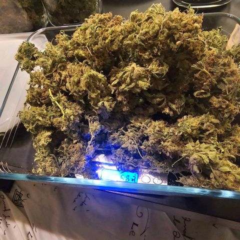 Auto Kush growlog timeline photo