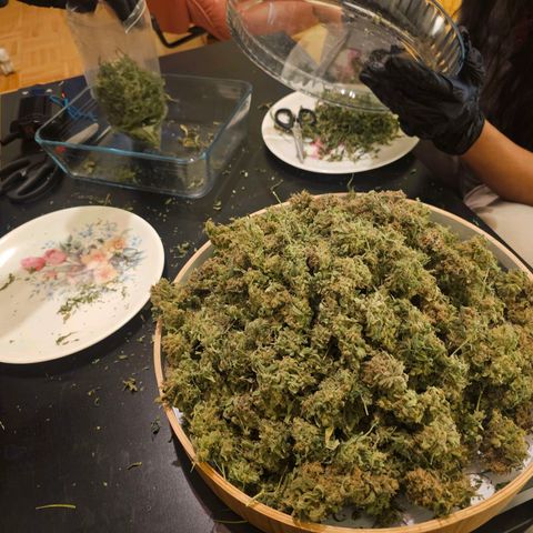 Auto Kush growlog timeline photo