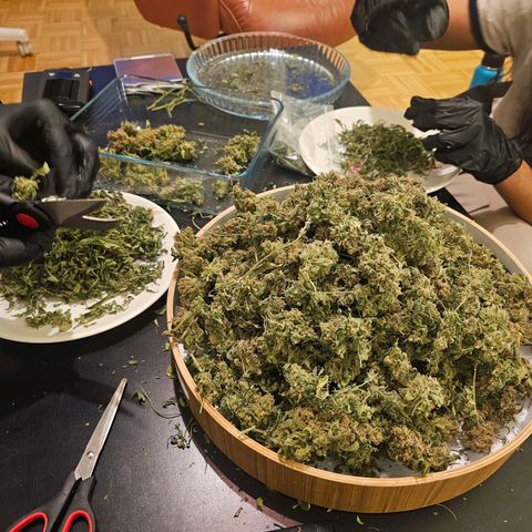 Auto Kush growlog timeline photo
