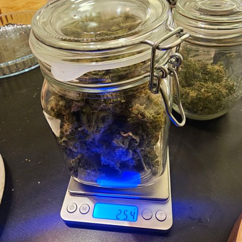 Auto Kush growlog timeline photo