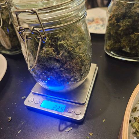Auto Kush growlog timeline photo