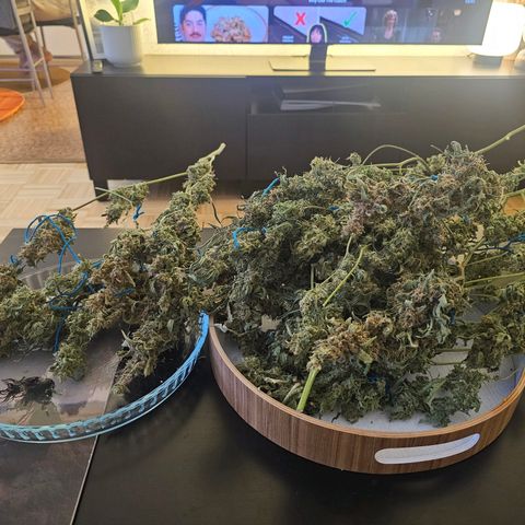 Auto Kush growlog timeline photo