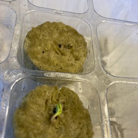2 plant hydroponics “Amnesia Auto” from Seedsman growlog photo: Sprouts 