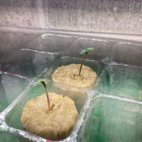 2 plant hydroponics “Amnesia Auto” from Seedsman growlog timeline photo