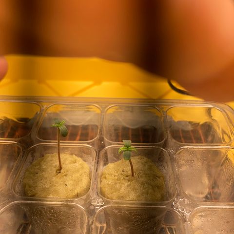 2 plant hydroponics “Amnesia Auto” from Seedsman growlog timeline photo