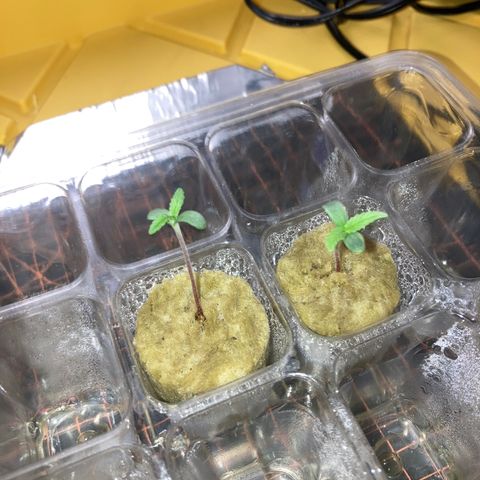 2 plant hydroponics “Amnesia Auto” from Seedsman growlog timeline photo