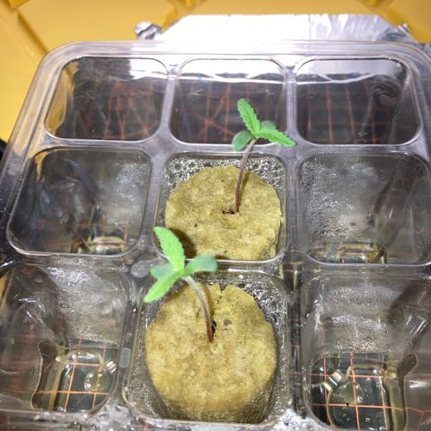 2 plant hydroponics “Amnesia Auto” from Seedsman growlog timeline photo