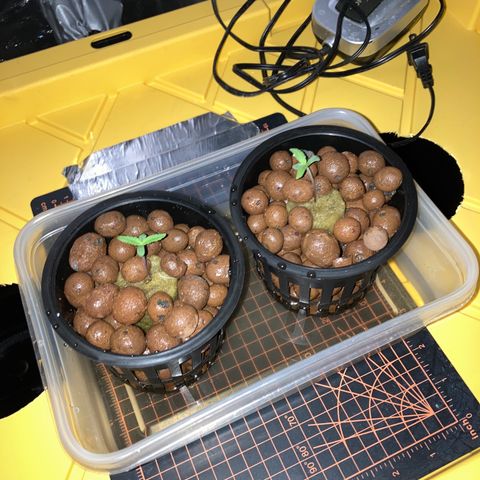 2 plant hydroponics “Amnesia Auto” from Seedsman growlog timeline photo