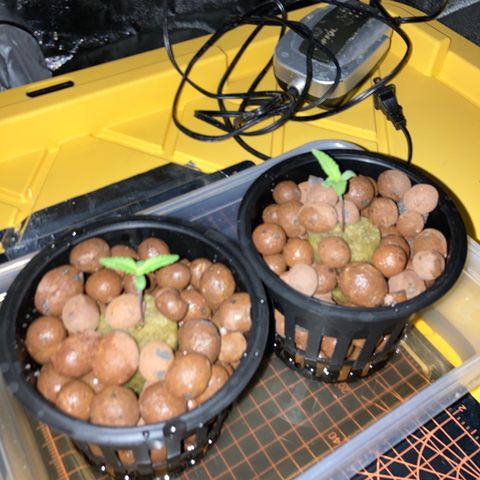 2 plant hydroponics “Amnesia Auto” from Seedsman growlog timeline photo