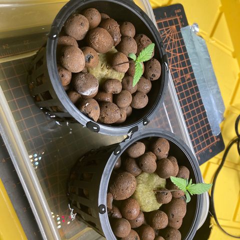 2 plant hydroponics “Amnesia Auto” from Seedsman growlog timeline photo