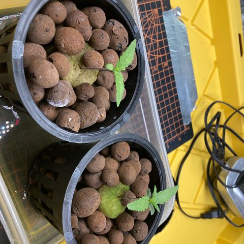 2 plant hydroponics “Amnesia Auto” from Seedsman growlog timeline photo