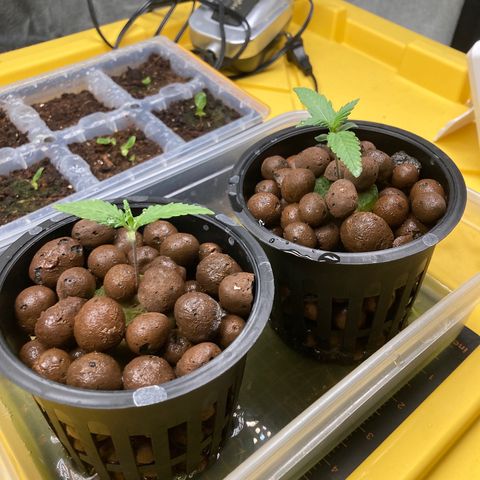 2 plant hydroponics “Amnesia Auto” from Seedsman growlog timeline photo