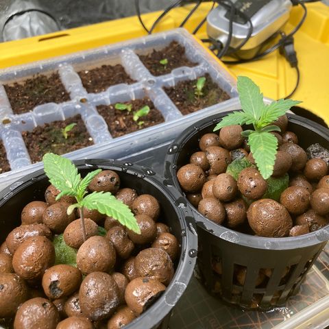 2 plant hydroponics “Amnesia Auto” from Seedsman growlog timeline photo