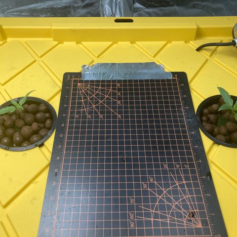 2 plant hydroponics “Amnesia Auto” from Seedsman growlog timeline photo