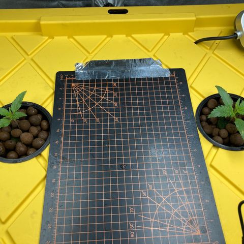 2 plant hydroponics “Amnesia Auto” from Seedsman growlog timeline photo