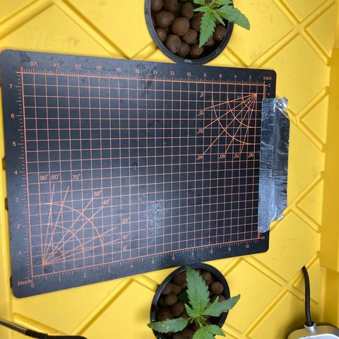 2 plant hydroponics “Amnesia Auto” from Seedsman growlog timeline photo