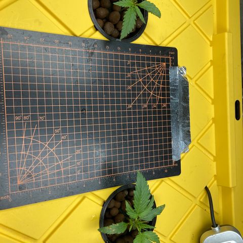2 plant hydroponics “Amnesia Auto” from Seedsman growlog timeline photo