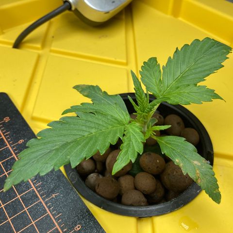 2 plant hydroponics “Amnesia Auto” from Seedsman growlog timeline photo