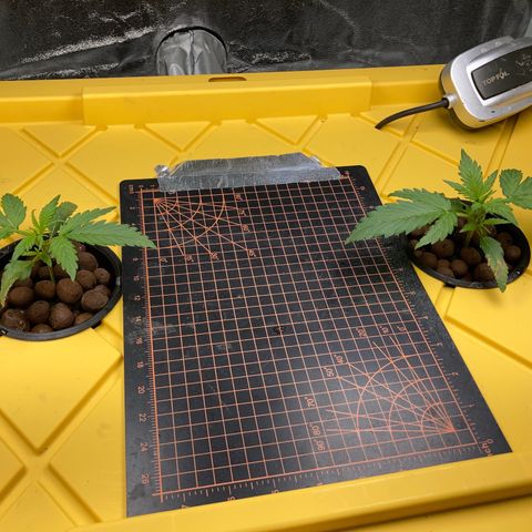 2 plant hydroponics “Amnesia Auto” from Seedsman growlog timeline photo