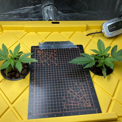 2 plant hydroponics “Amnesia Auto” from Seedsman growlog timeline photo