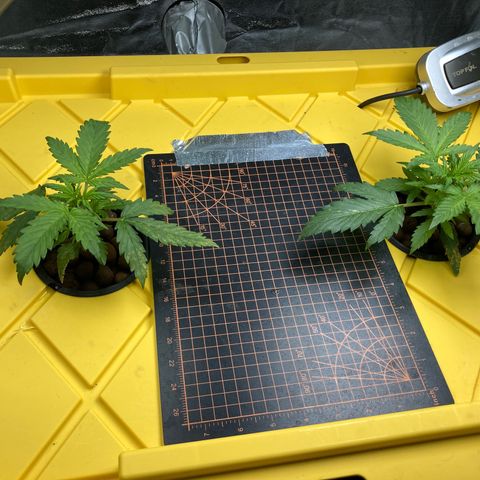 2 plant hydroponics “Amnesia Auto” from Seedsman growlog timeline photo
