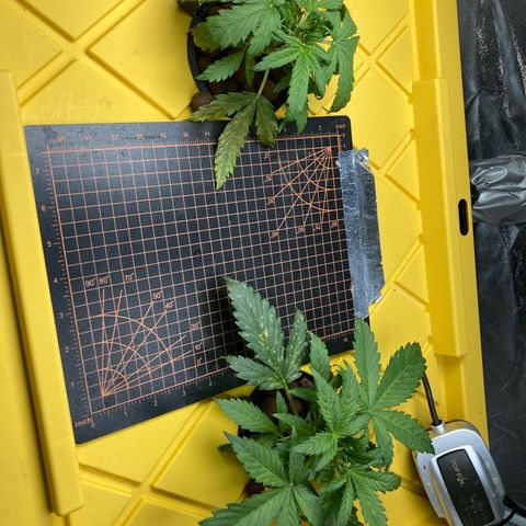 2 plant hydroponics “Amnesia Auto” from Seedsman growlog timeline photo