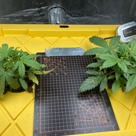 2 plant hydroponics “Amnesia Auto” from Seedsman growlog timeline photo