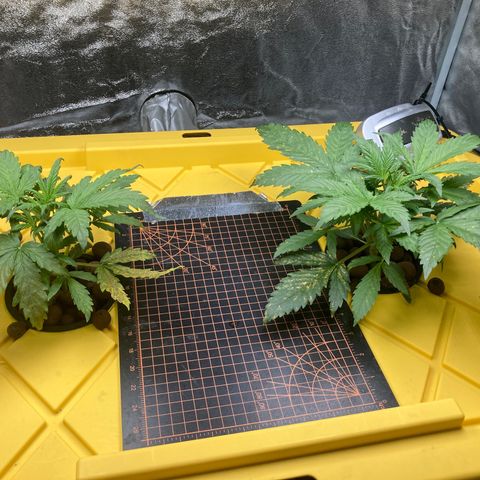 2 plant hydroponics “Amnesia Auto” from Seedsman growlog timeline photo