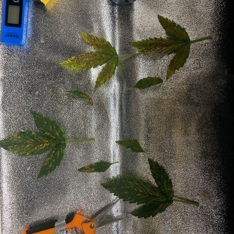 2 plant hydroponics “Amnesia Auto” from Seedsman growlog timeline photo