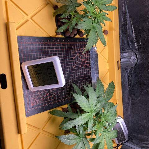 2 plant hydroponics “Amnesia Auto” from Seedsman growlog timeline photo