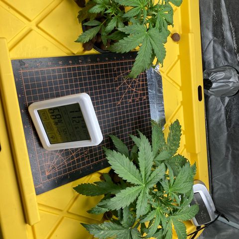 2 plant hydroponics “Amnesia Auto” from Seedsman growlog timeline photo