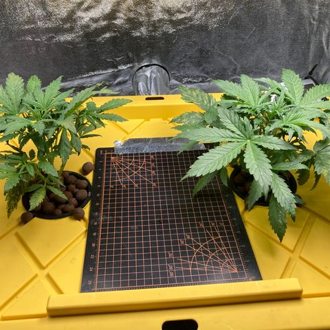 2 plant hydroponics “Amnesia Auto” from Seedsman growlog timeline photo