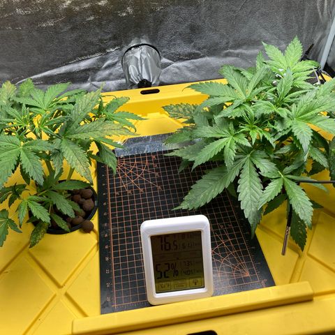 2 plant hydroponics “Amnesia Auto” from Seedsman growlog timeline photo