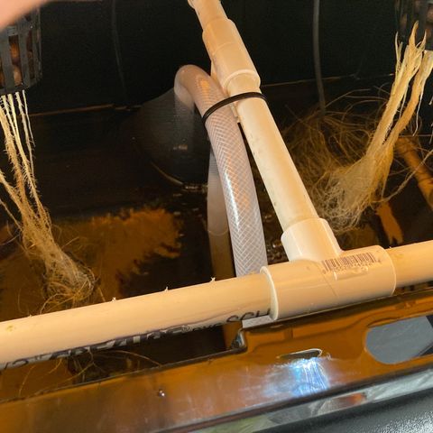 2 plant hydroponics “Amnesia Auto” from Seedsman growlog timeline photo