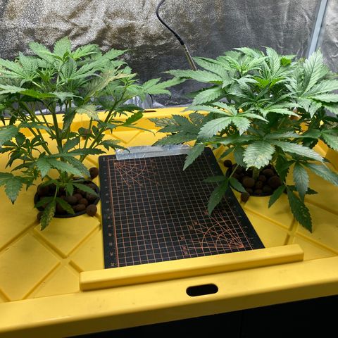2 plant hydroponics “Amnesia Auto” from Seedsman growlog timeline photo