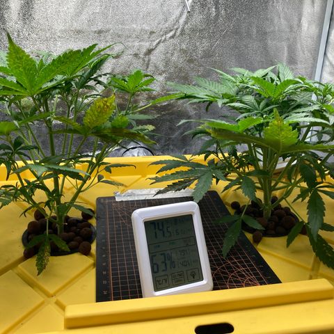2 plant hydroponics “Amnesia Auto” from Seedsman growlog timeline photo
