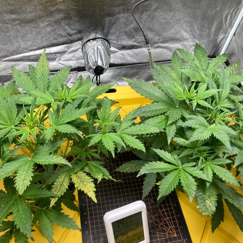 2 plant hydroponics “Amnesia Auto” from Seedsman growlog timeline photo