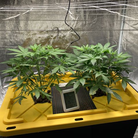 2 plant hydroponics “Amnesia Auto” from Seedsman growlog photo: Set up net