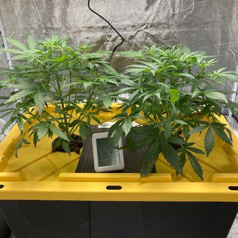 2 plant hydroponics “Amnesia Auto” from Seedsman growlog timeline photo