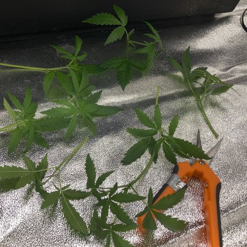 2 plant hydroponics “Amnesia Auto” from Seedsman growlog timeline photo