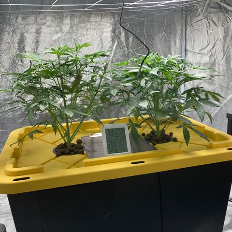 2 plant hydroponics “Amnesia Auto” from Seedsman growlog timeline photo