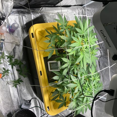 2 plant hydroponics “Amnesia Auto” from Seedsman growlog timeline photo