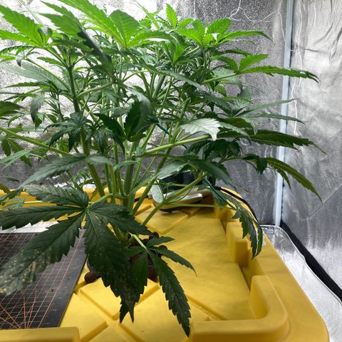 2 plant hydroponics “Amnesia Auto” from Seedsman growlog photo: LST today 
