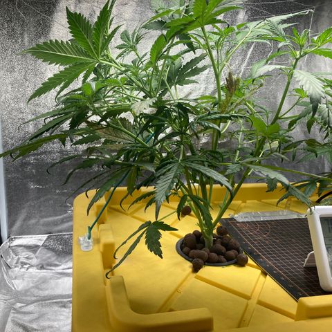 2 plant hydroponics “Amnesia Auto” from Seedsman growlog photo: LST today 