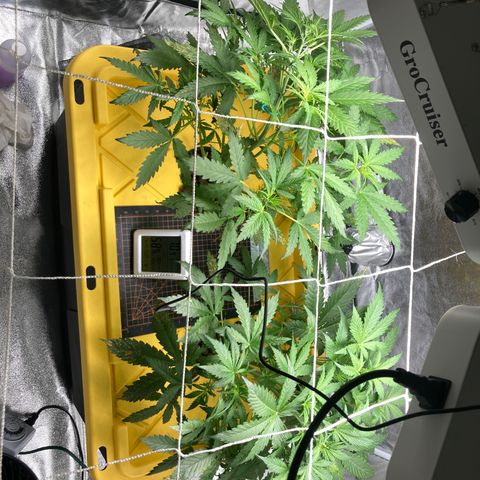 2 plant hydroponics “Amnesia Auto” from Seedsman growlog photo: LST today 