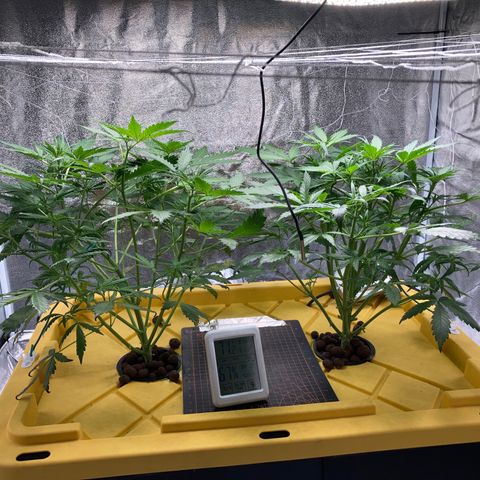 2 plant hydroponics “Amnesia Auto” from Seedsman growlog timeline photo