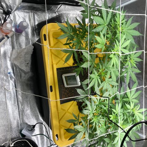 2 plant hydroponics “Amnesia Auto” from Seedsman growlog timeline photo