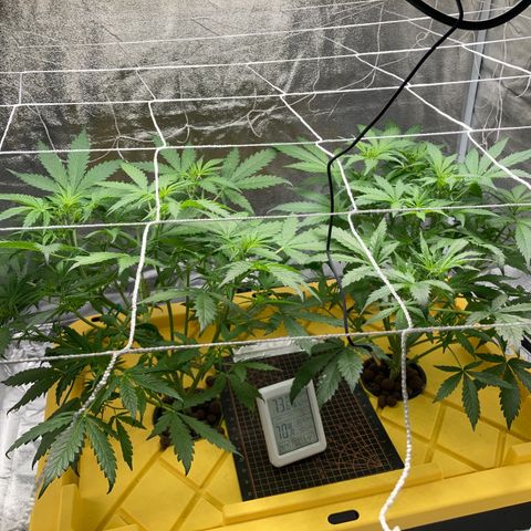 2 plant hydroponics “Amnesia Auto” from Seedsman growlog timeline photo