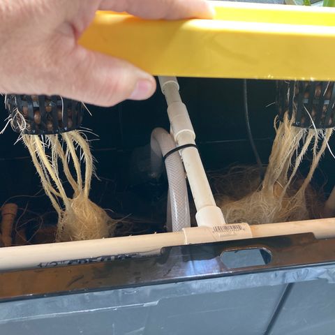 2 plant hydroponics “Amnesia Auto” from Seedsman growlog timeline photo
