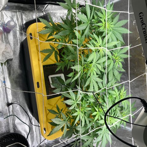 2 plant hydroponics “Amnesia Auto” from Seedsman growlog timeline photo